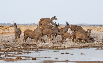 Big Kudu (Tragelaphus strepsiceros), flock drinking at waterhole, Nxai Pan National Park, Botswana