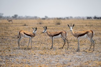 Springboks (Antidorcas marsupialis), Nxai Pan National Park, Botswana