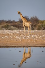 Angola giraffe (Giraffa giraffa angolensis), giraffe at a waterhole, Etosha National Park, Namibia