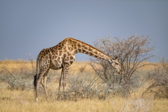 Angola giraffe (Giraffa giraffa angolensis), giraffe in dry savanna, Etosha National Park, Namibia