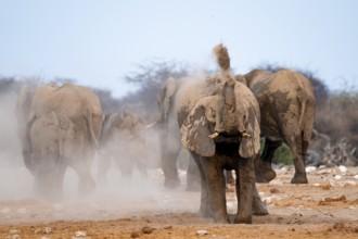African elephant (Loxodonta africana), taking a mud bath and dusting, Etosha National Park, Namibia