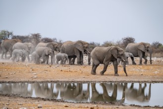 African elephant (Loxodonta africana) drinking at a watering hole, Etosha National Park, Namibia