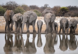 Herd of animals, animal family, African elephant (Loxodonta africana), drinking at a waterhole,