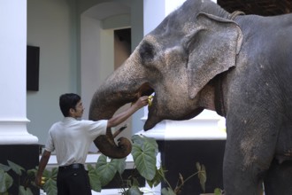 Young man feeding elephant bananas, Peermade, Kerala, India