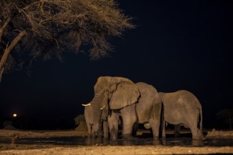 Waterhole at night, African elephants drinking, night view, Kasane, Botswana