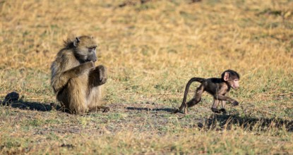 Young animal playing with mother, bear baboons (Papio ursinus), Ihaha, Chobe National Park National