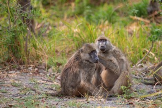 Chacma baboons (Papio ursinus) adults and young animals foraging, Third Bridge, Okavango Delta,