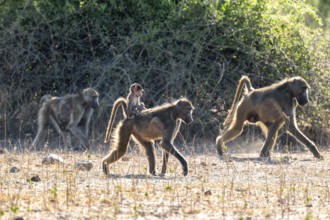 Chacma baboons (Papio ursinus) adults and young animals foraging, Ihaha, Chobe National Park