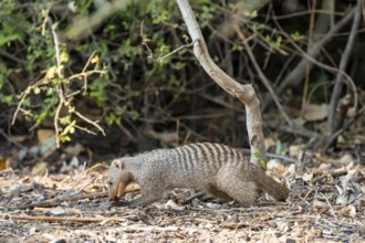 Zebra mangoose (Mungos mungo) looking for food, Ihaha, Chobe National Park, Botswana