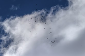 Cranes flying high up under clouds (Grus grus), Mecklenburg-Western Pomerania, Germany