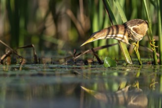 Little Bittern (Ixobrychus minutus), lurking in reeds, Race, Slovenia