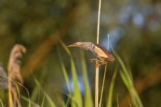 Little bittern (Ixobrychus minutus), lurking on reed stalks, Danube Delta, Romania