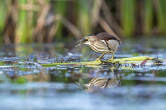 Little Bittern (Ixobrychus minutus), in reeds, with fish in its beak, Race, Slovenia