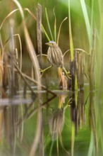 Little Bittern (Ixobrychus minutus), lurking in reeds, Race, Slovenia
