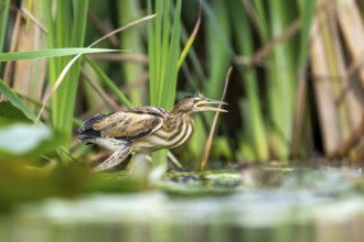 Little Bittern (Ixobrychus minutus) sitting on reed stalk, Race, Slovenia
