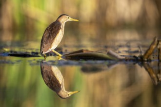 Little Bittern (Ixobrychus minutus), in water, with reflection, Race, Slovenia