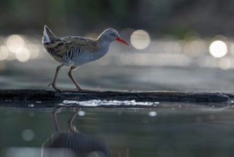 Water rail (Rallus aquaticus), on tree trunk in water, standing, Race, Slovenia