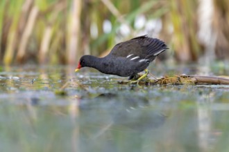 Pond grouse (Gallinula chloropus) .on the water, Race, Slovenia