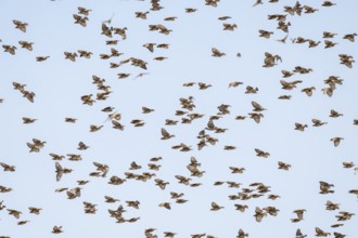Swarm of sparrows in flight, Savuti, Chobe National Park, Botswana