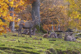 Red deer (Cervus elaphus), Germany