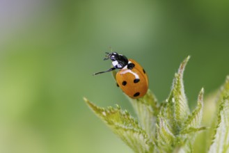 Seven-spotted ladybird (Coccinella septempunctata), Germany