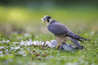 Peregrine Falcon (Falco peregrinus), Germany