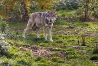 Wolf (Canis lupus), Germany