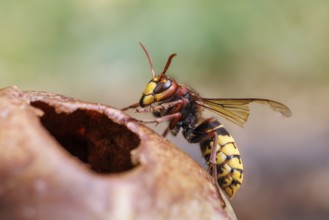 Hornet (Vespa crabro) eats on an apple, Germany