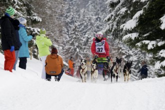Sled dog racing, Todtmoos, Black Forest, Baden-Württemberg, Germany