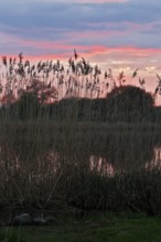 Romantic sunset with reeds and pink sky over the river, Peenetal nature park Park,