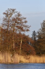 Alder trees in spring and reeds in warm light, Peenetal nature park Park, Mecklenburg-Vorpommern,