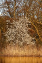 Blooming tree in front of bright reeds on a sunny day, Peenetal nature park Park,