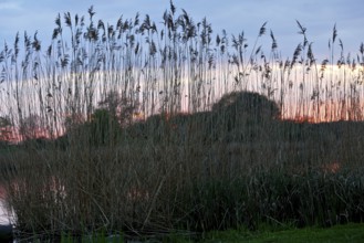 Tall reeds on the riverbank in front of a gentle sunset on the horizon, Peenetal nature park Park,