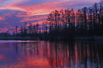 Colourful sunset with pink sky and trees reflecting in calm water, Peenetal nature park Park,