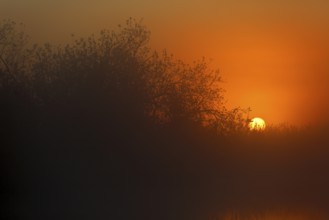 Mystical sunset behind treetops with orange fog, Peenetal nature park Park, Mecklenburg-Western