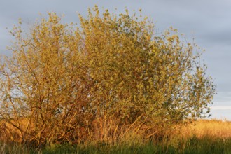 Bushes in the soft evening light of the golden hour, surrounded by grasses, Peenetal nature park