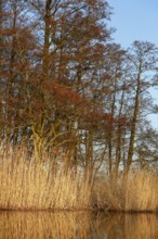 Alder trees in spring with river and reeds under blue sky, Peenetal nature park Park,