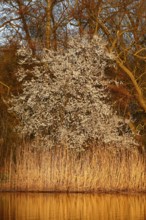 Blooming tree in front of golden reeds at dusk, Peenetal nature park Park, Mecklenburg-Western
