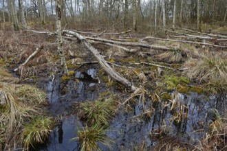 Fallen trees and grass in a swampy, melancholy landscape, Peenetal nature park Park,