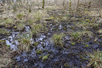 Humid swampy terrain with grass and moss in a wild natural setting, Peenetal nature park Park,
