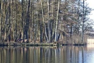Alder quarry forest in spring, hidden camp of a nature photographer, trees in the forest are