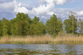 Tranquil river landscape with reeds, birches and cloudy sky in the background, Peenetal nature park