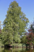 Large birch tree on the banks of a river under a blue sky, Peenetal nature park Park,