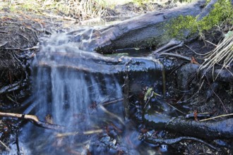 Moor outlet, A clear stream flows over roots and moss in the forest, Peenetal nature park Park,