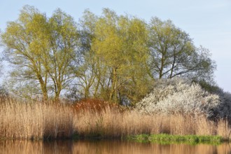 Flowering shrubs and green trees on a quiet waterside, Peenetal nature park Park,