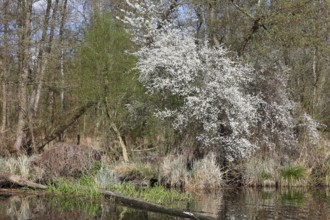 Lush white flowers tower over reeds and reflect in calm waters, Peenetal nature park Park,