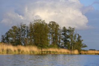 Natural scenery with trees and reeds on a quiet river under slightly cloudy sky, Peenetal nature