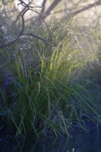 Grass in nature illuminated by atmospheric sunlight and shade, Peenetal nature park Park,