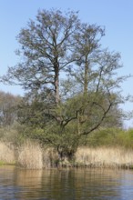 Single tree on a riverbank with withered reeds and blue sky, Peenetal nature park Park,