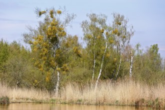 Birch trees with mistletoe and reeds on the banks of a calm body of water, Peenetal nature park